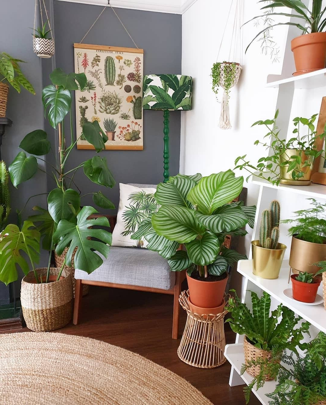 How to Choose the Perfect Plants That Thrive in Your Living Room Environment